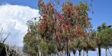 Cyprus-2025_012