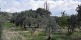 Cyprus-2025_123