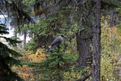 Kanada_2019_256