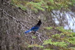 Kanada_2019_257