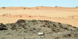 Namibia-2025_0811
