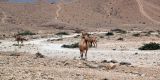 Oman_2022_038